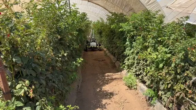 Amiga Flex Spraying — Cane Berries