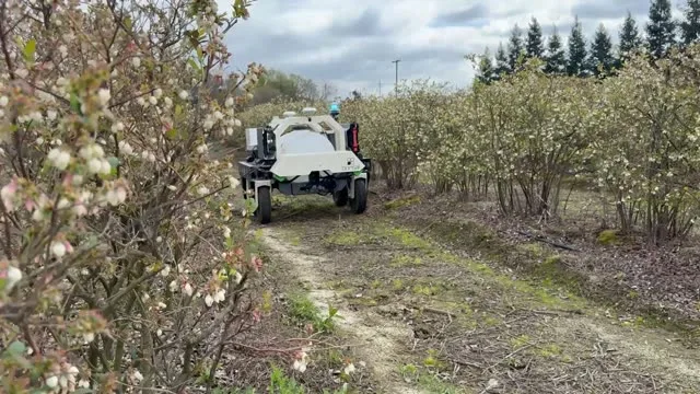 Amiga Flex + WEED-IT Weeding — Blueberries